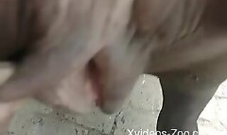 Xvideos-Zoo